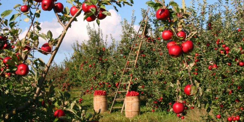 Pourquoi acheter ses fruits et légumes à la ferme ?